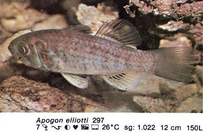 Apogon elliotti